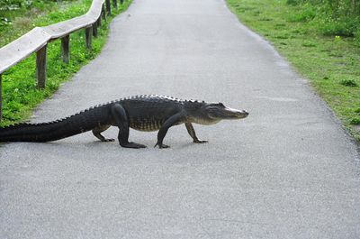 Les Everglades · Photo : Everglades NPS from Homestead, Florida, United States — Public domain — Wikimedia Commons