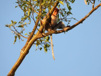 La rivière Kinabatangan · Photo : Apocru — CC BY-SA 4.0 — Wikimedia Commons