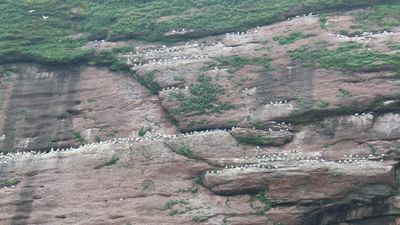 L'île Bonaventure · Photo : Wiki.cullin — CC BY-SA 4.0 — Wikimedia Commons