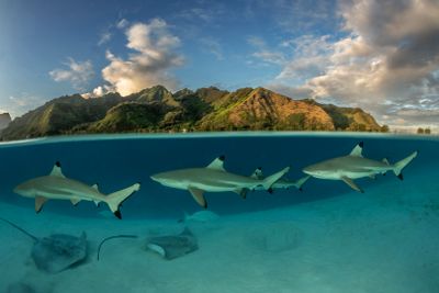 Le lagonarium de Moorea · Photo : Borut Furlan — CC BY-SA 4.0 — Wikimedia Commons