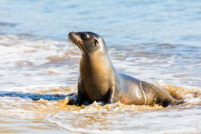 Les lions de mer de San Cristóbal · Photo : Diego Delso — CC BY-SA 4.0 — Wikimedia Commons