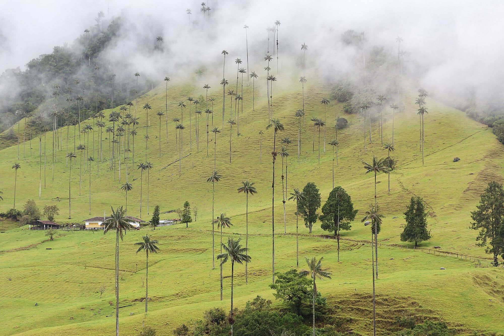Colombie : Carthagène, la région du café et Medellín