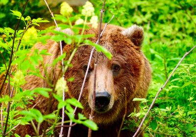 Alaska · Photo : Ashley Lee — CC BY 4.0 — Wikimedia Commons