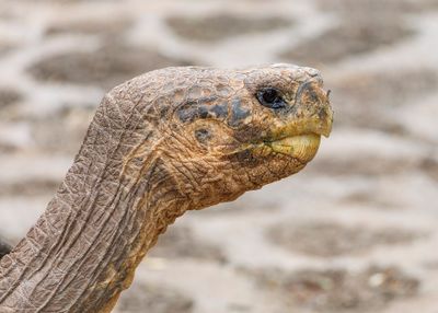 Équateur : les îles Galápagos