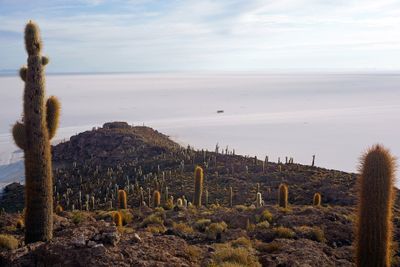 L'île Incahuasi · Photo : kallerna — CC BY-SA 4.0 — Wikimedia Commons