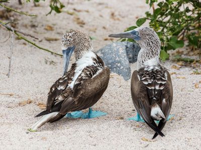 Galápagos · Photo : Diego Delso — CC BY-SA 4.0 — Wikimedia Commons