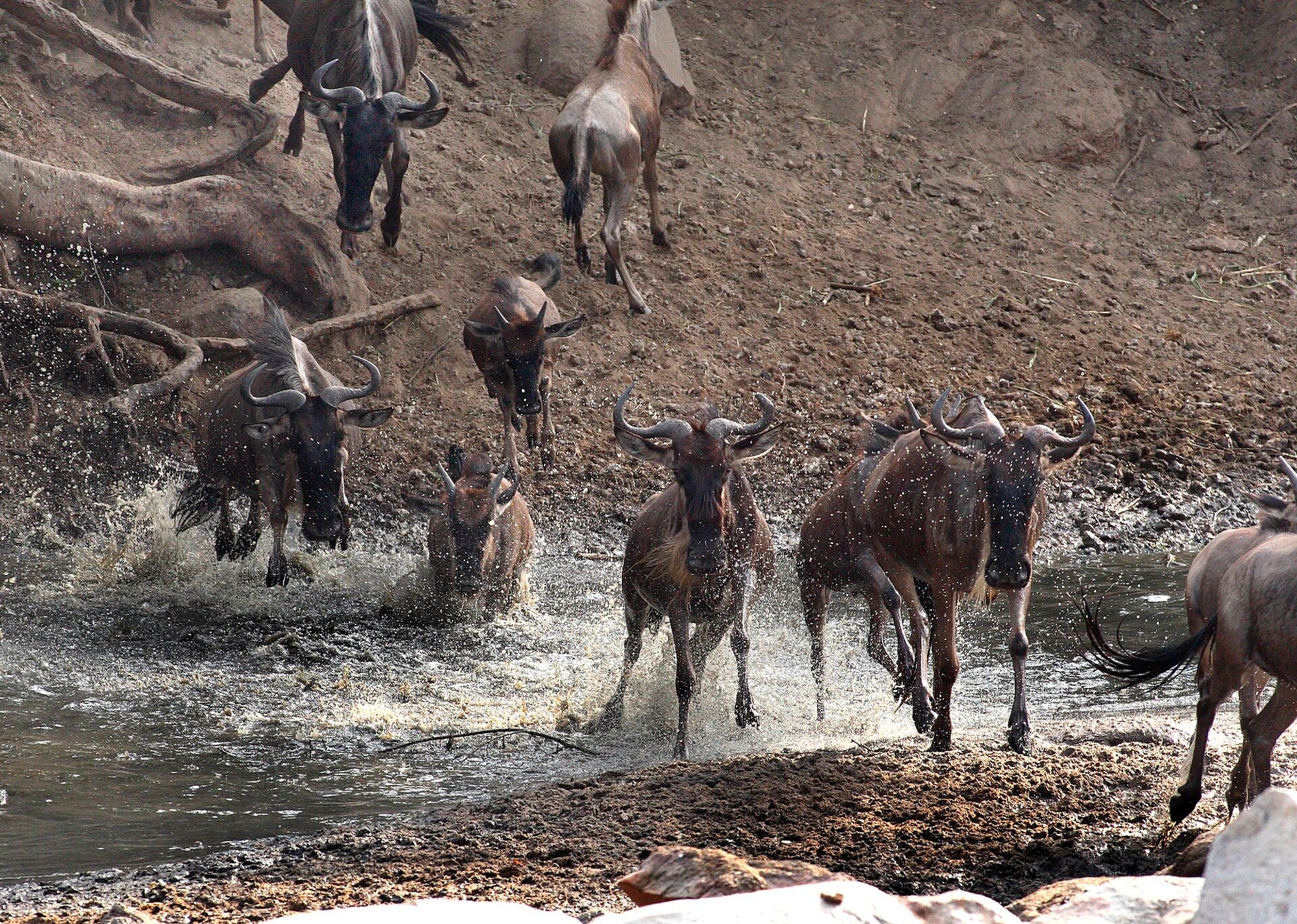 Tanzanie : safari et Kilimandjaro