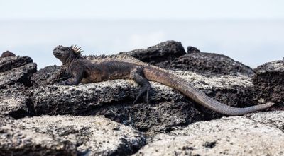 Galápagos · Photo : Diego Delso — CC BY-SA 4.0 — Wikimedia Commons