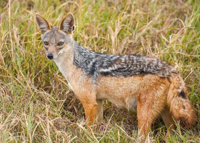 Le cratère du Ngorongoro · Photo : Giles Laurent — CC BY-SA 4.0 — Wikimedia Commons