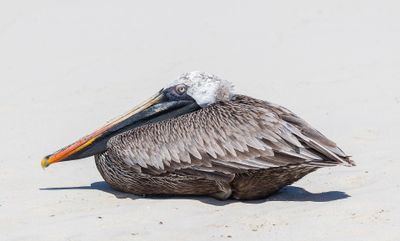 Tortuga Bay · Photo : Diego Delso — CC BY-SA 4.0 — Wikimedia Commons