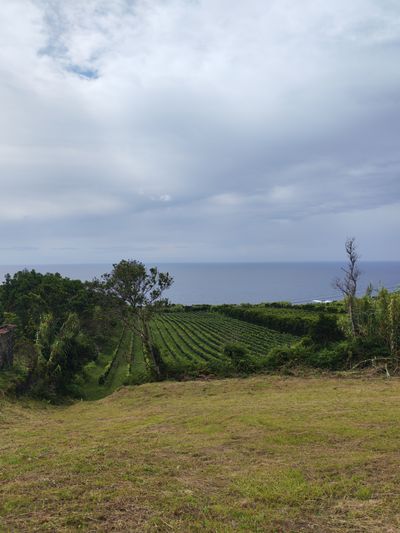 Une partie des vignes