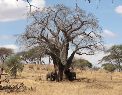 Le parc de Tarangire · Photo : Leyo — CC BY-SA 2.5 ch — Wikimedia Commons