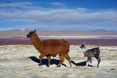 La Laguna Colorada · Photo : kallerna — CC BY-SA 4.0 — Wikimedia Commons